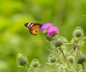 Table ronde « Biodiversité et Entreprises »