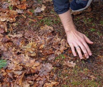Observing Nature to Manage It Better: Naturalistic Inventory and Biodiversity in the Forest of Fontainebleau