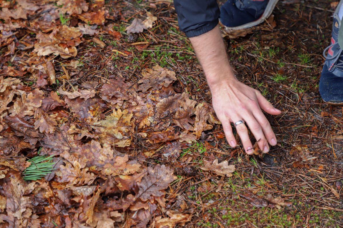 Observing Nature to Manage It Better: Naturalistic Inventory and Biodiversity in the Forest of Fontainebleau