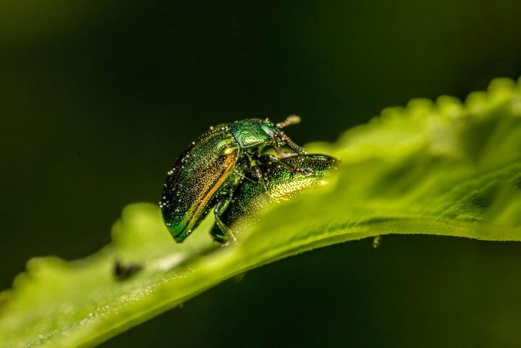De la COP 15 à la COP 16, quelles avancées dans la mise en œuvre du cadre mondial pour la biodiversité ?