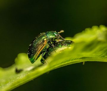 De la COP 15 à la COP 16, quelles avancées dans la mise en œuvre du cadre mondial pour la biodiversité ?