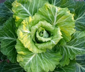 Immersion des étudiants du MS EEDD parcours IGE au Campus de la Transition