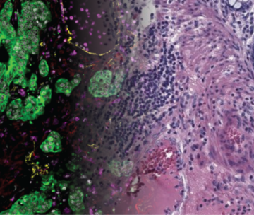 Une IA qui éclaire le vivant : au CBIO décrypter la biologie pour mieux soigner