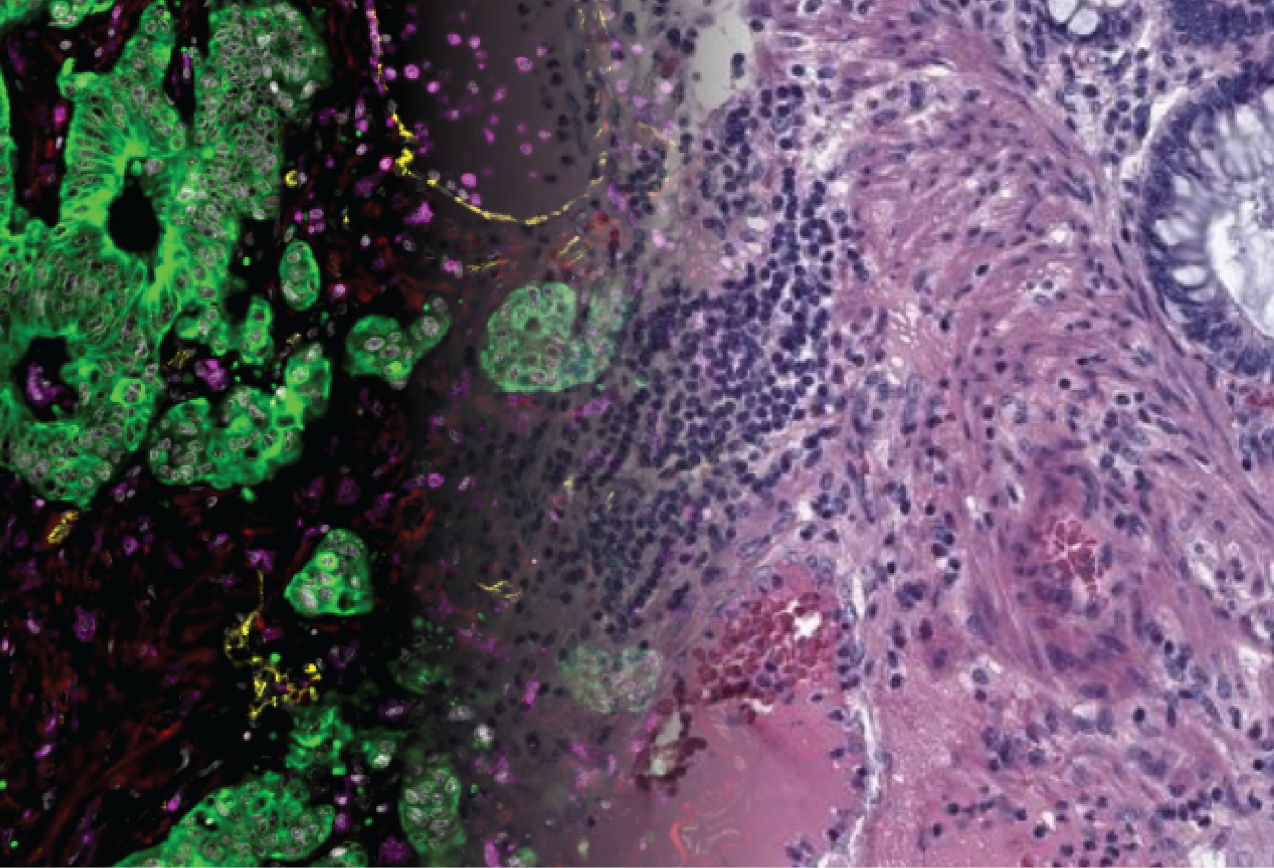 AI that sheds light on living organisms: at CBIO, deciphering biology to improve healthcare